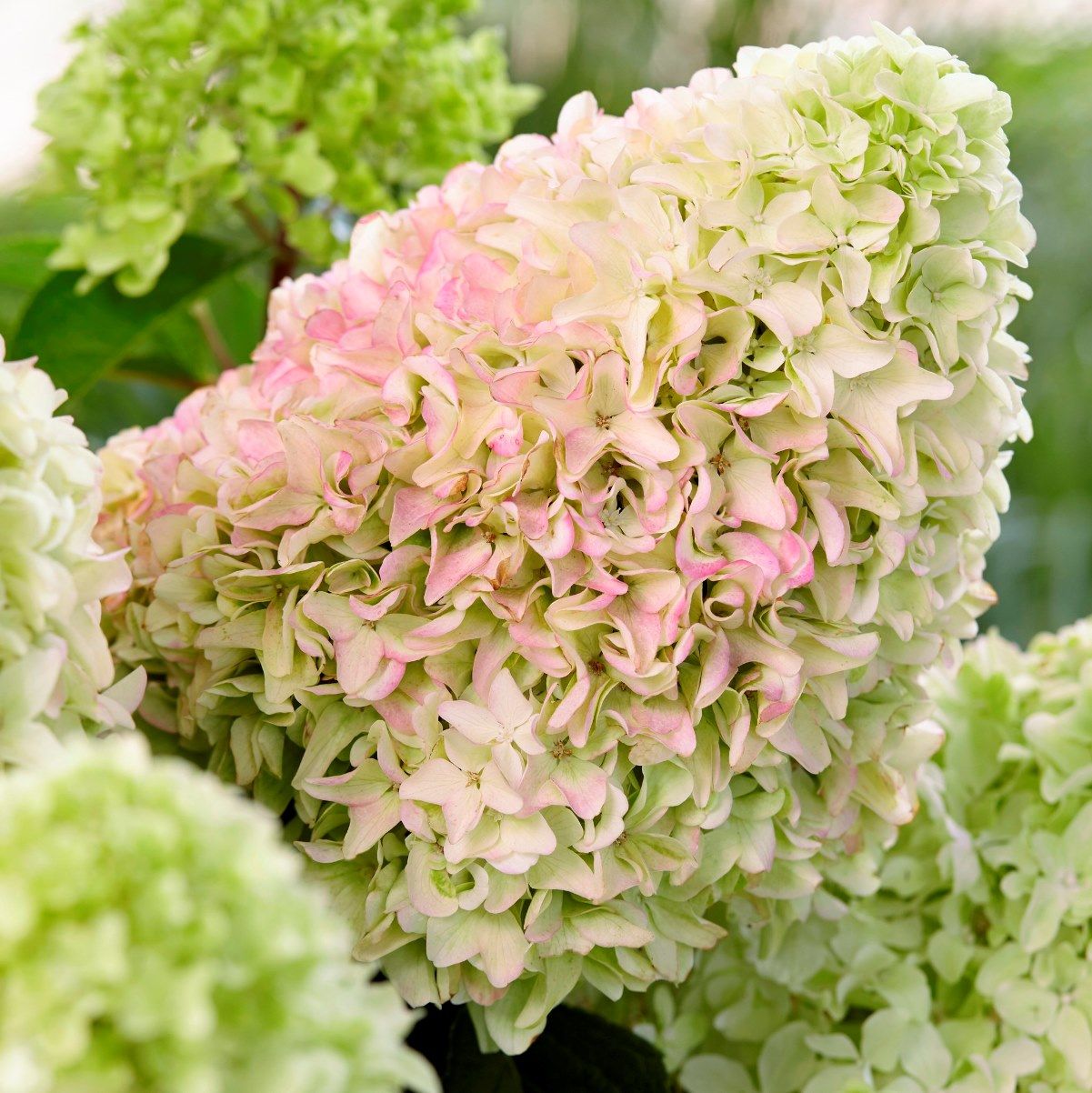 Hydrangea%20paniculata%20Little%20Fresco.jpg