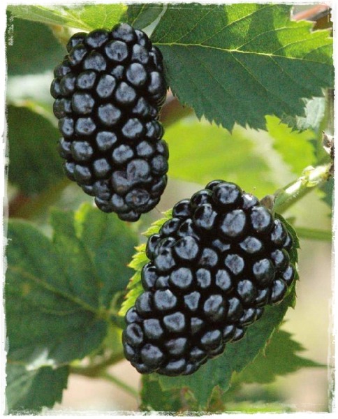 Rubus%20fruticosus%20Natchez.jpg