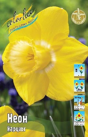 Narcissus%20Neon.jpg